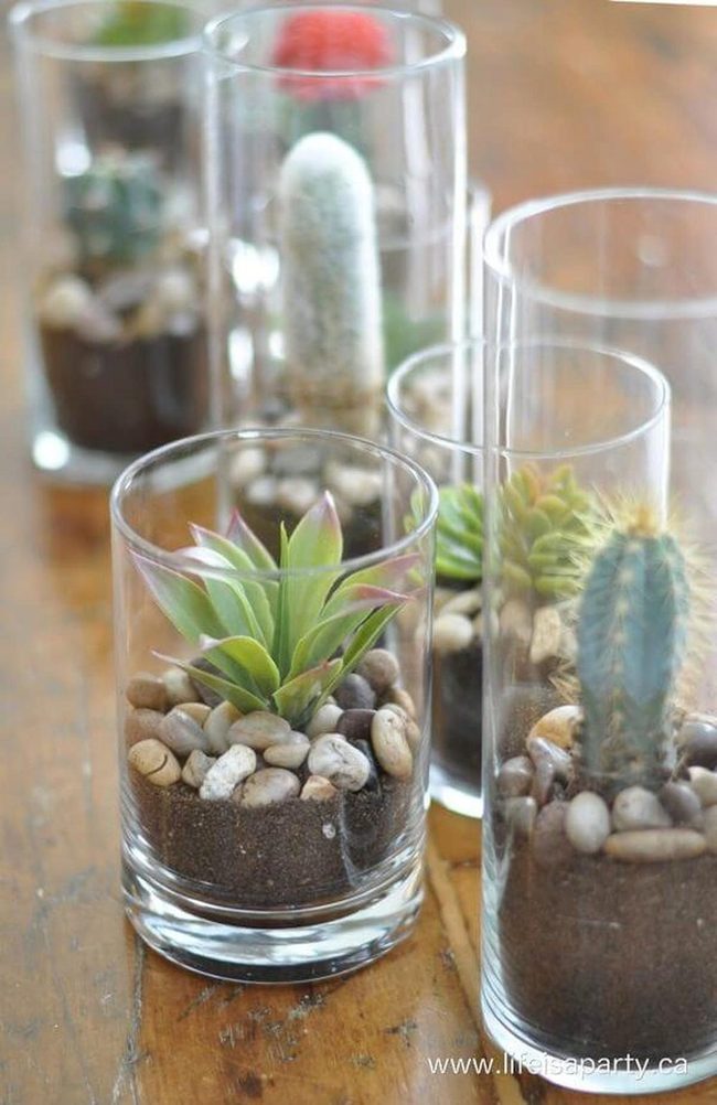Glass Succulent Terrariums