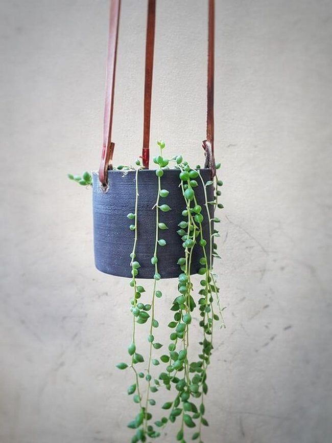 Cascading Succulents, Black Concrete