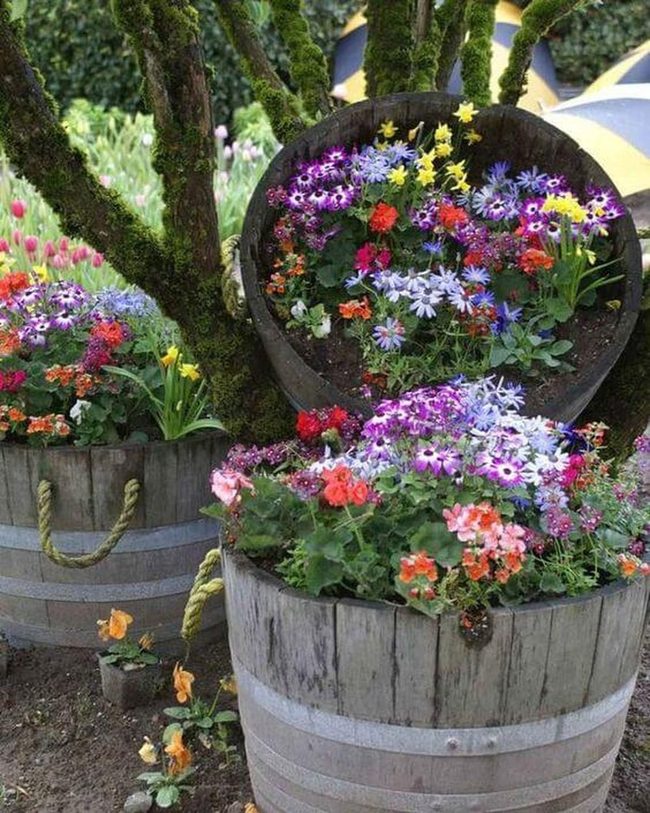Weathered Barrels, Blooming Gardens