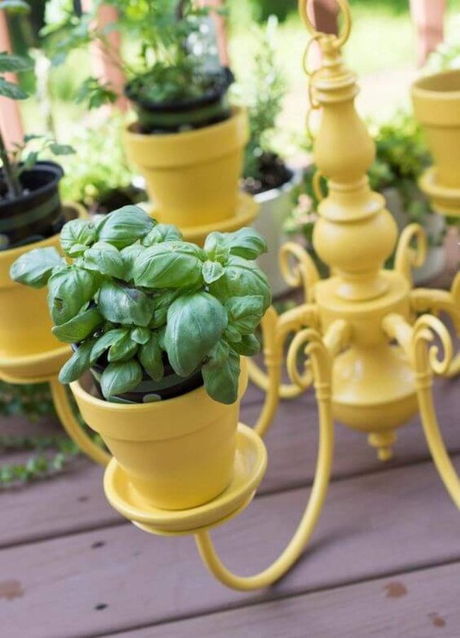 Yellow Herb Chandelier Garden
