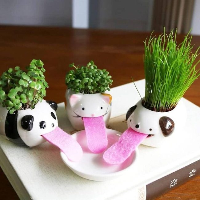 Pink Tongue Plant Watering Animals