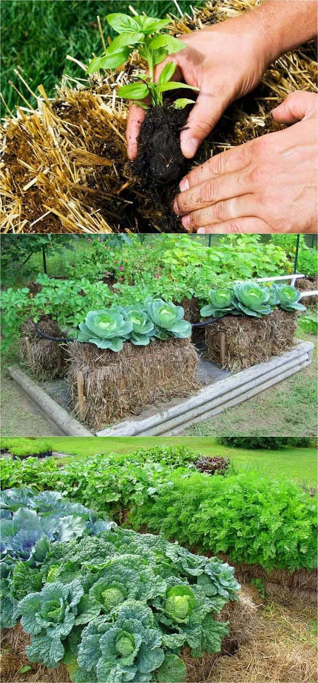 Straw Bale Garden Beds