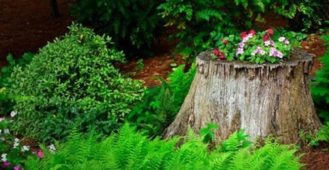 Coral Blooms On Weathered Wood