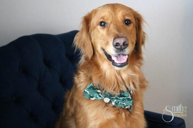 Golden Retriever, Green Bow Tie