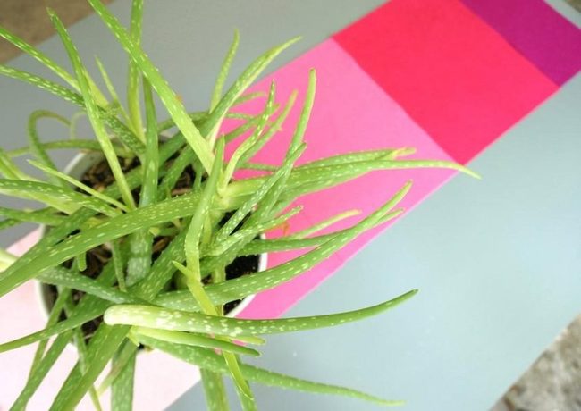 Spotted Aloe Green Statement