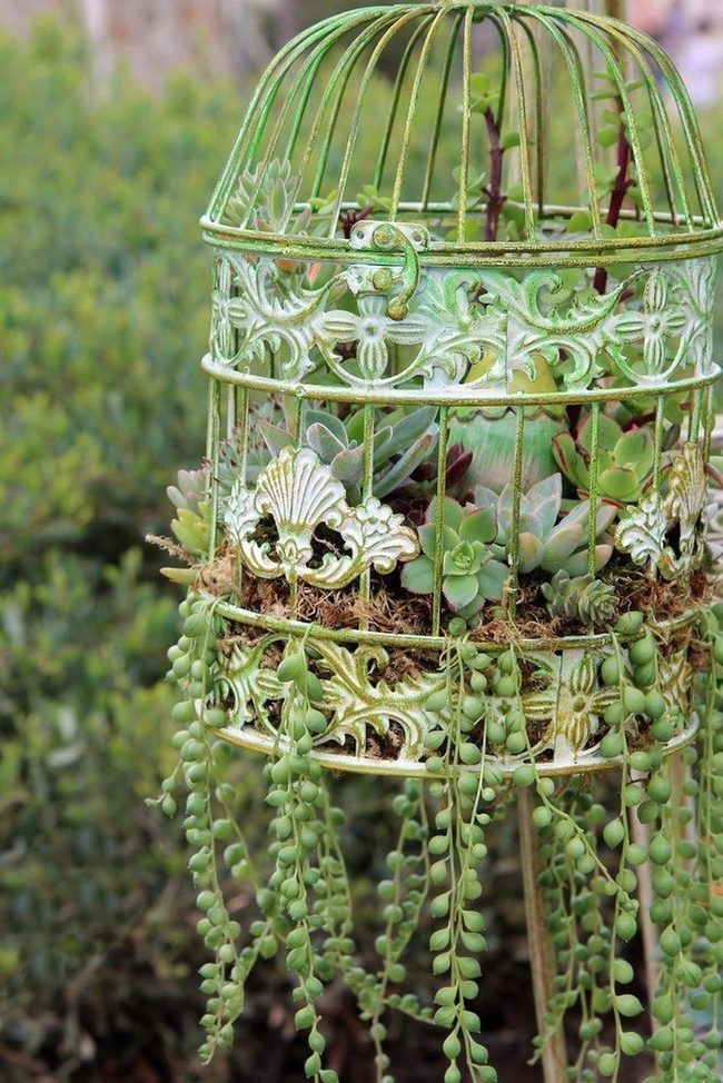 Vintage Cages, Living Color