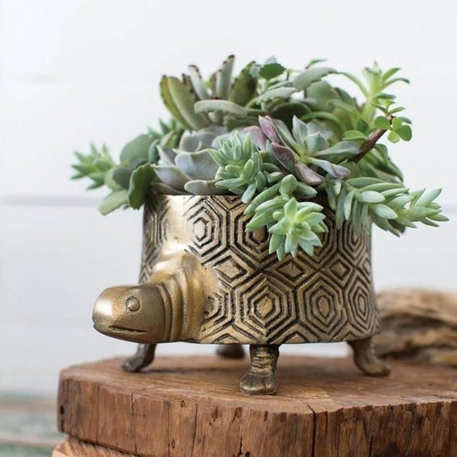 Gilded Turtle Shell Succulent