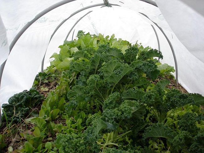 Deep Green Kale Tunnel