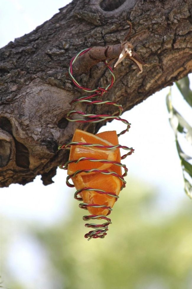 Orange Slices On Spiraling Wire