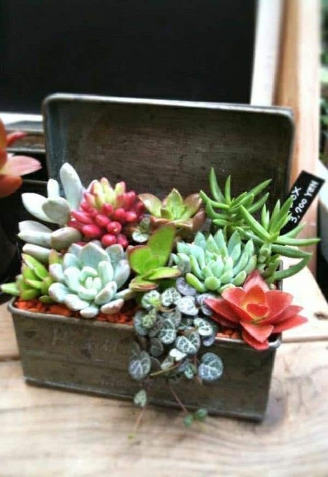 Industrial Metal Succulents