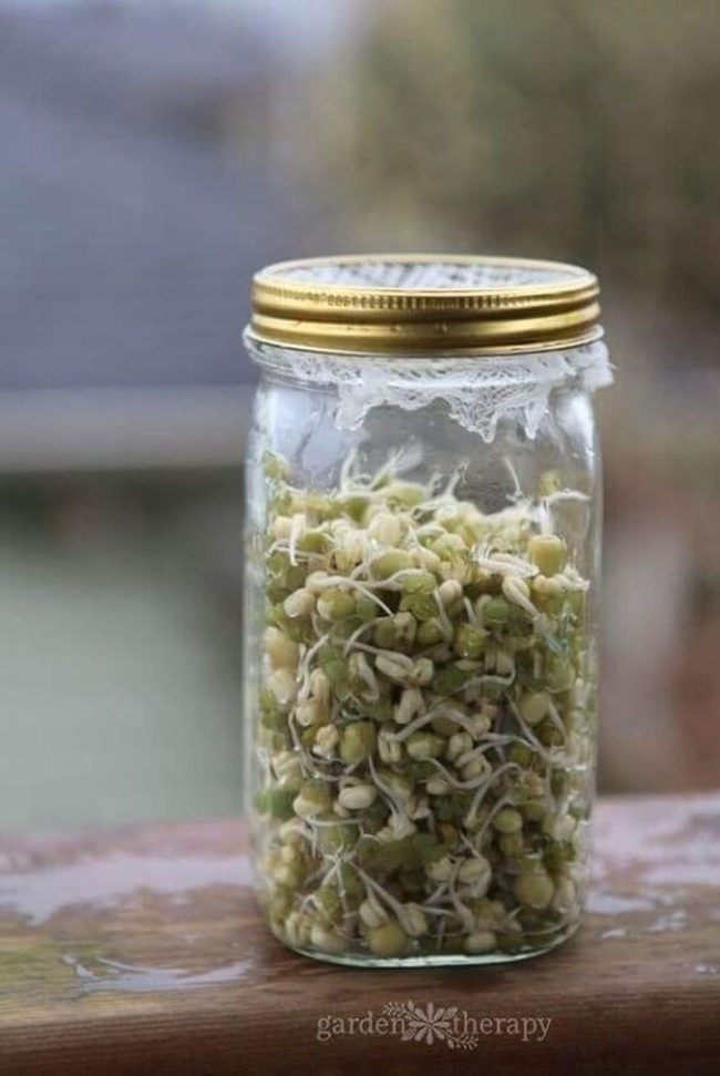 Jar Fresh Sprouts Daily