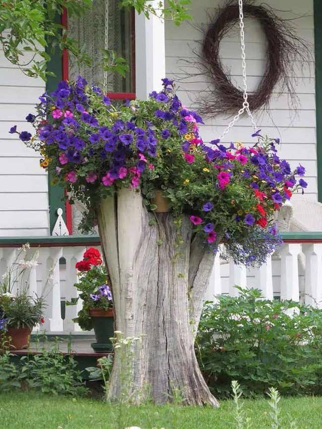 Petunias Cascade Above Stump