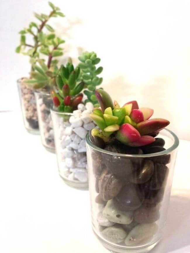 Glass Terrariums, Living Layers