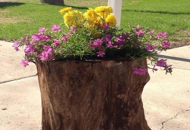 Purple Phlox Yellow Dahlia Stump