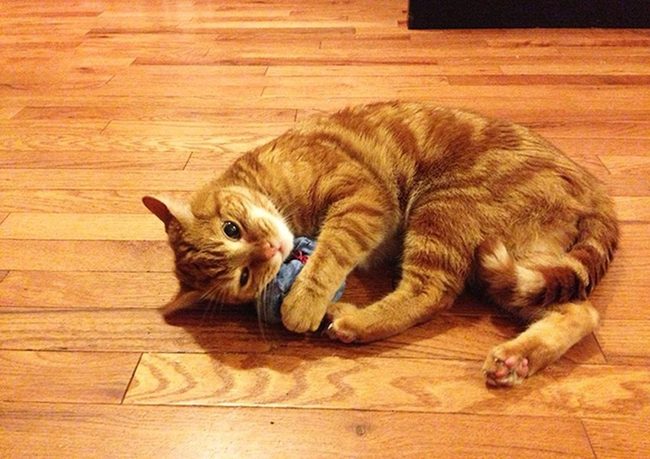 Cats And Blue Toys On Wood