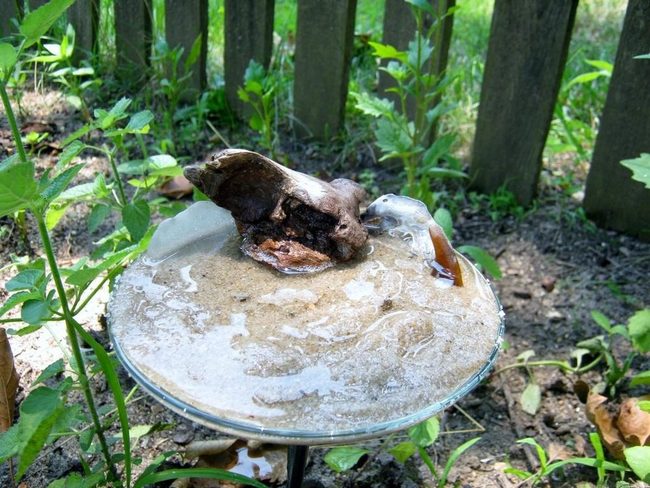 Ceramic Birdbath Reflecting Shadows