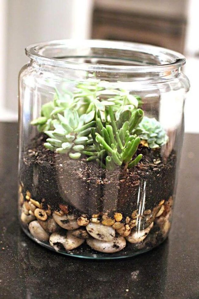 Glass Succulent Garden