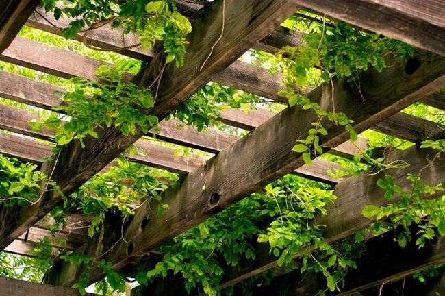 Wooden Trellis With Climbing Vines