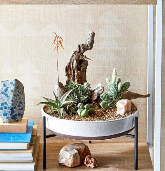 Driftwood Desert Succulents