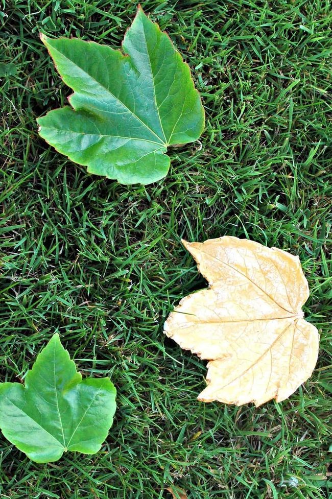 Handmade Clay Leaves, Mid-Century Style