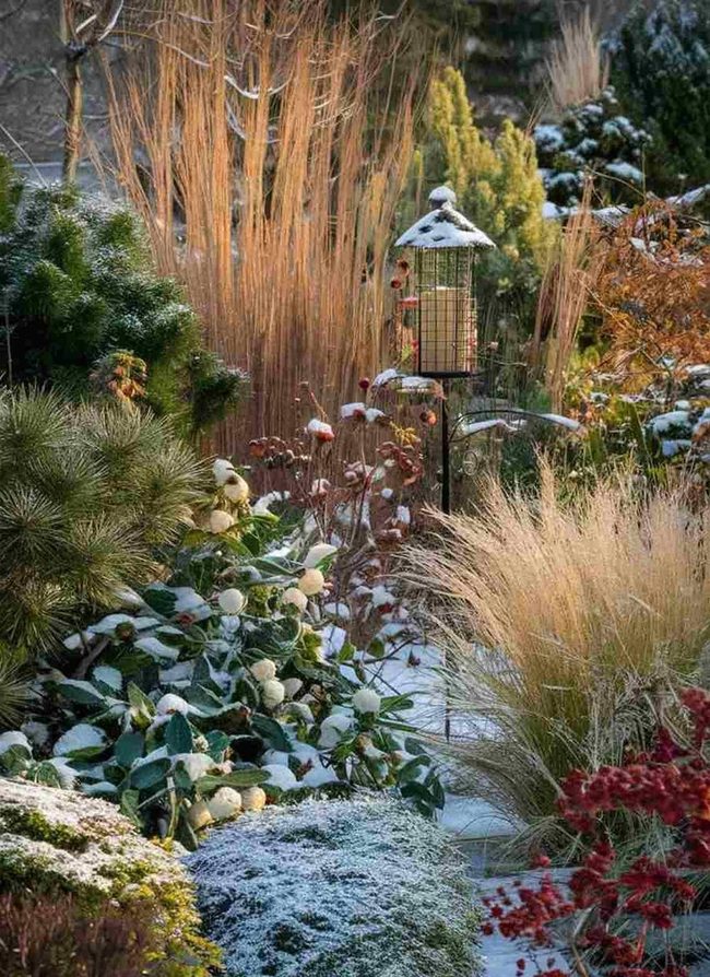 Frozen Evergreens And Fluttering Wings