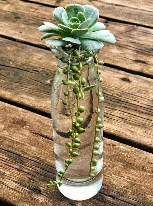 Transparent Succulent Water Gardens