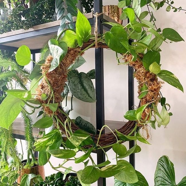 Fresh Green Pothos Spirals