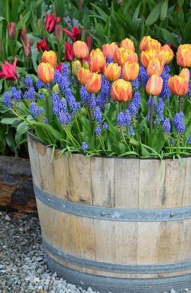 Whiskey Barrel Tulip Container
