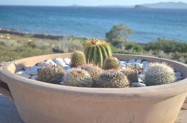 Terracotta Cactus With Beach Stones