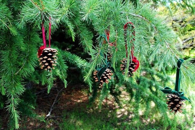 Green Pine Branches With Red Ribbons
