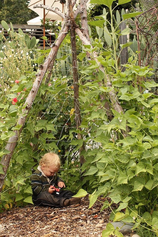 Climbing Beans On Bamboo Teepee
