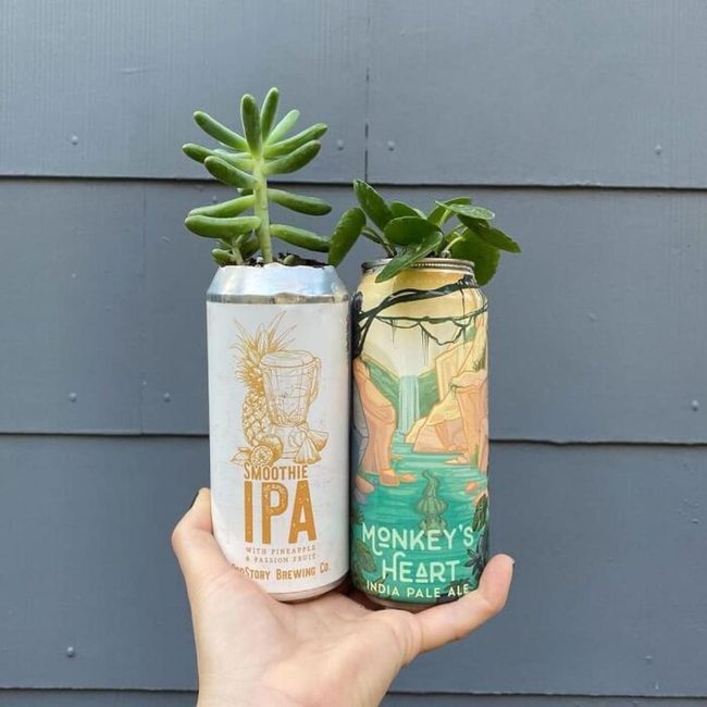 Upcycled Beer Can Succulents