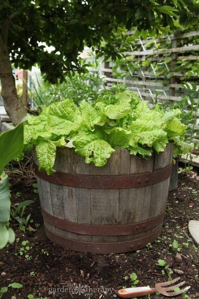 Barrel Garden Vegetable Planter