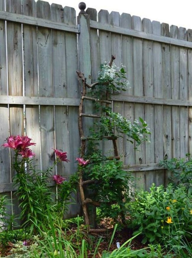 Wooden Ladder Living Walls