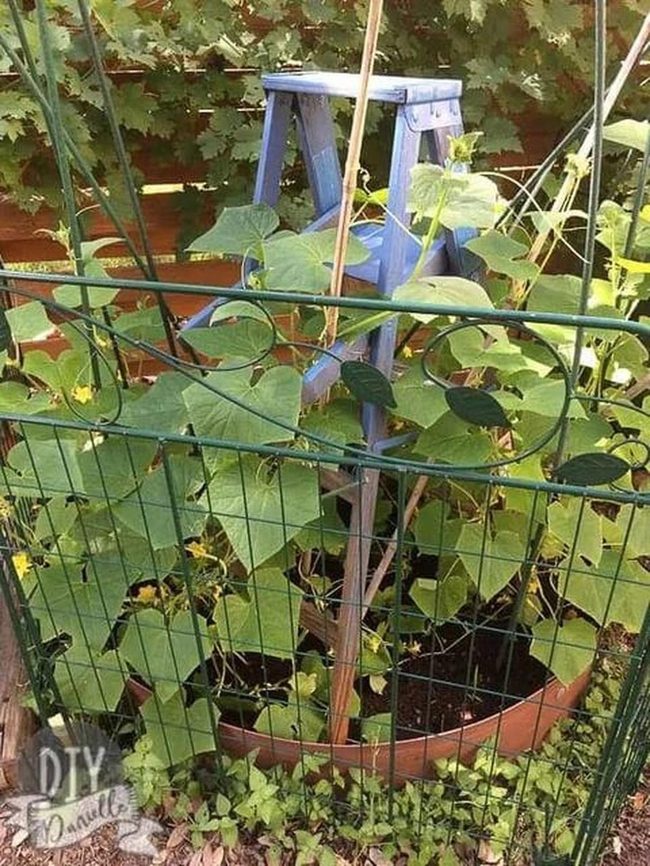 Blue Ladder Cucumber Trellis