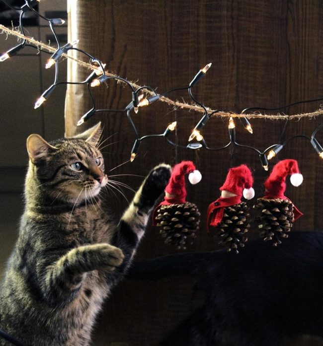 Curious Cat Pouncing Festive Lights