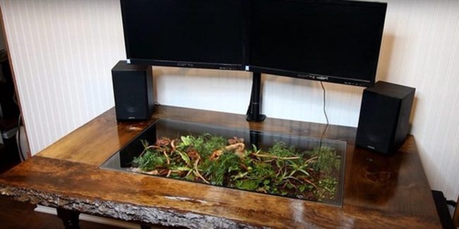 Glass Terrarium Tables With Living Moss