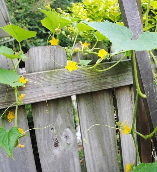 Wooden Pallet Cucumber Trellis