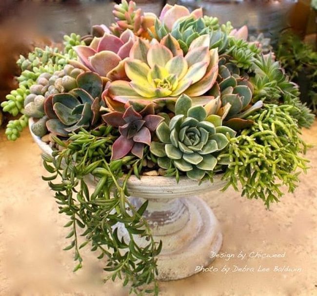 Purple And Blush Succulent Garden