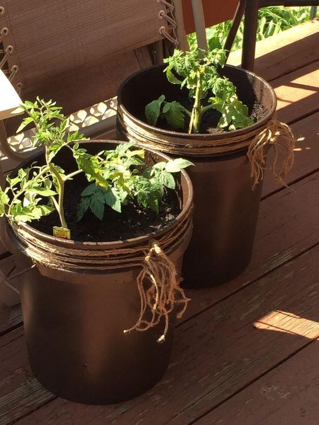 Dark Buckets, Fresh Harvests