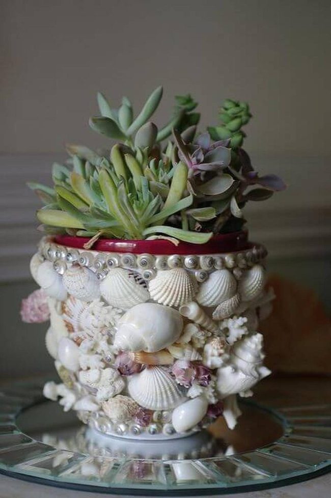 Seashell Succulent Container Garden