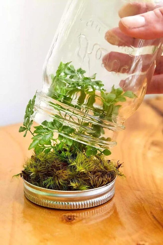 Moss Terrarium Green Glass