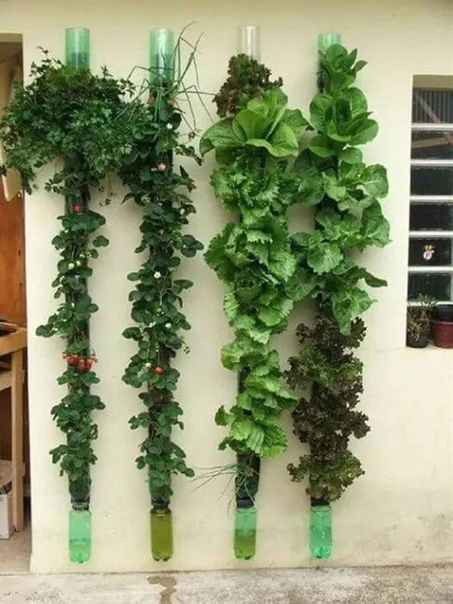 Vertical Green Tube Garden