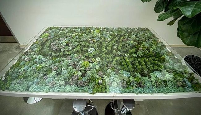 Purple Succulent Star System