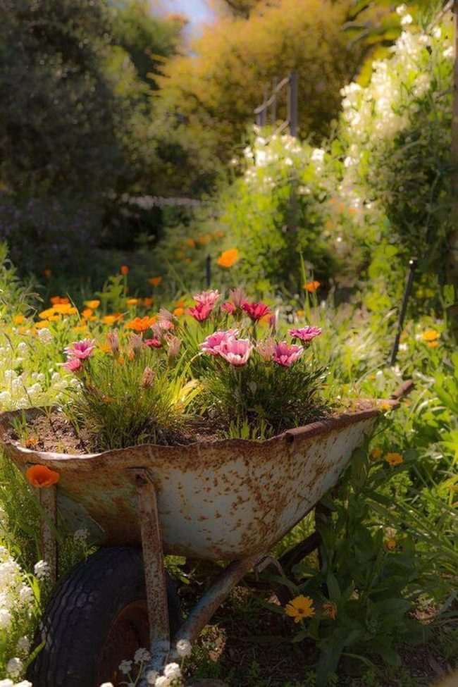 Colorful Blooms Vintage Wheelbarrow