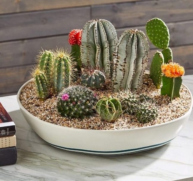 Tiny Cacti, Big Impact