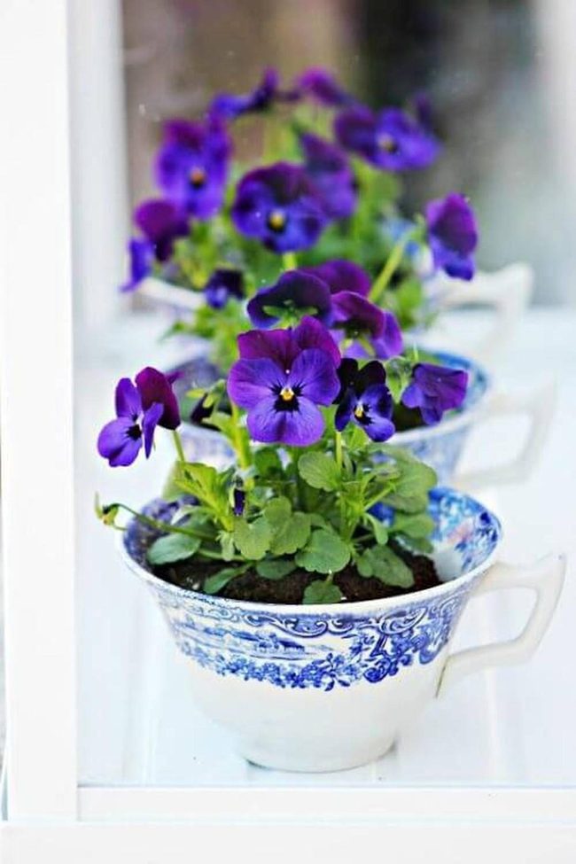 Purple Pansies In Porcelain