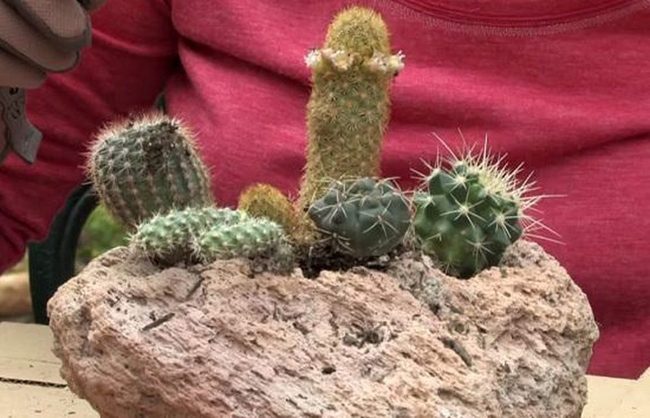 Volcanic Stone Succulent Gardens