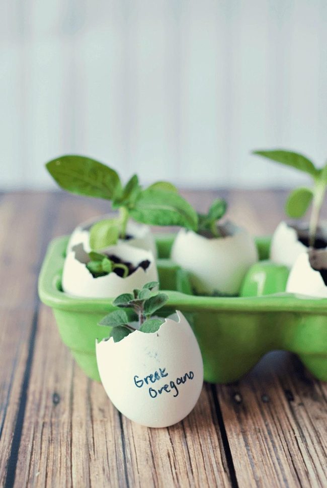 Eggshell Seedlings With Handwritten Care