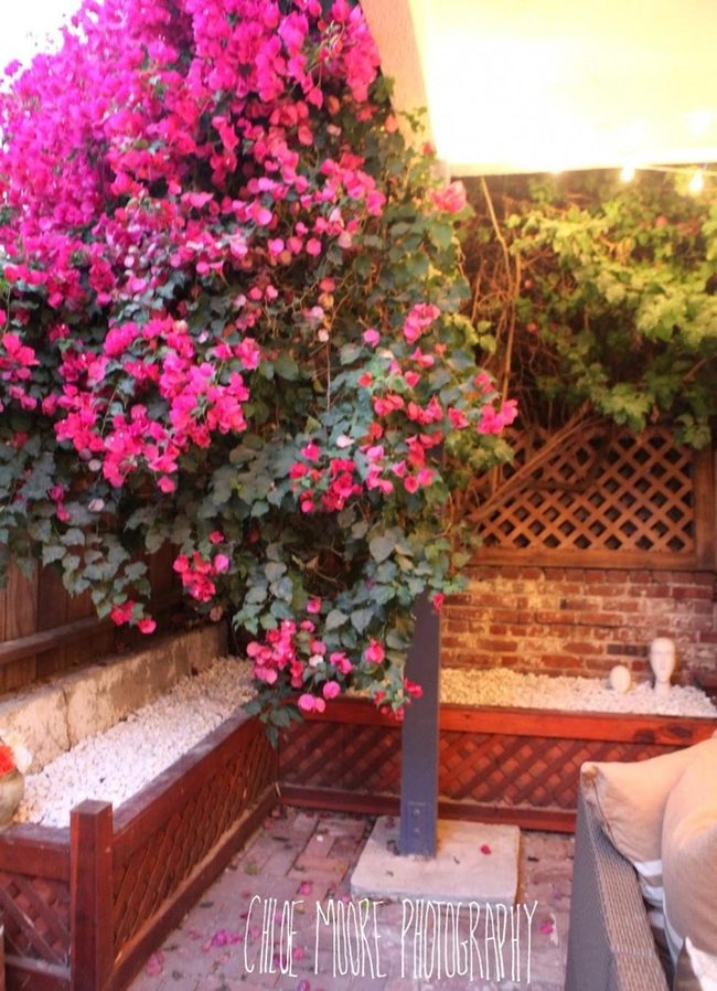 Pink Climbing Flowers And Brick